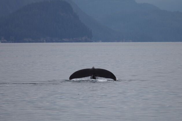 海洋驼背鲸在阿拉斯加的海里侥幸逃脱飞溅鳍跳跃