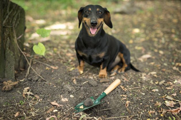 松露松露蘑菇植物和训练有素的狗很高兴在森林里找到昂贵的松露发现美味新鲜