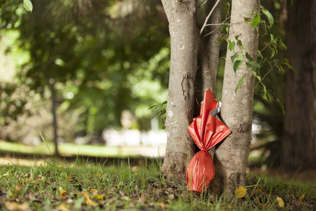 巴西巴西东方人的蛋 用红纸包在树下四月树蛋