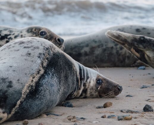动物白天躺在海滩上的海豹海洋海洋五颜六色