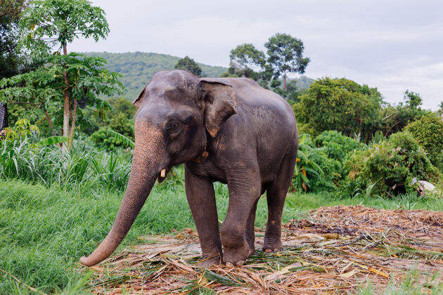 亚洲美丽的泰国亚洲象的肖像矗立在绿色的田野上 大象长着修剪过的象牙阳光特写大