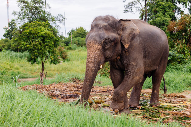 生活美丽的泰国亚洲象的肖像矗立在绿色的田野上 大象长着修剪过的象牙丛林雨林亚洲