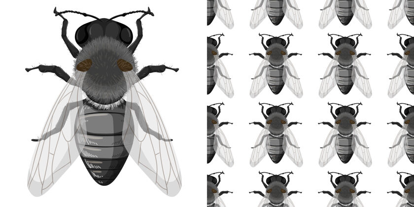 图案苍蝇昆虫隔离在白色背景和无缝安排收集集团
