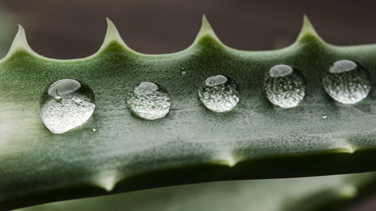 美丽美丽的巨型雨滴植物自然细节户外