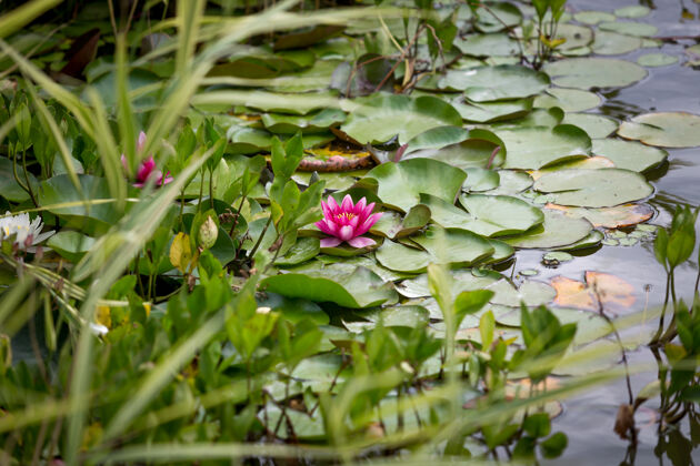 冥想美丽的粉红色睡莲在公园的池塘里花瓣自然开花