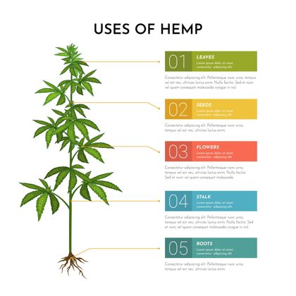 医疗hemp信息图模板的使用植物